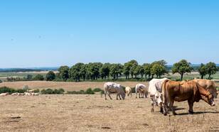 Koeien in een droog, Frans landschap