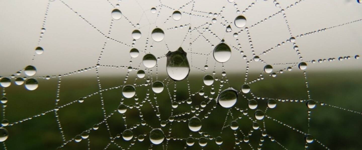 Spinneweb met regendruppels