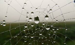 Spinneweb met regendruppels