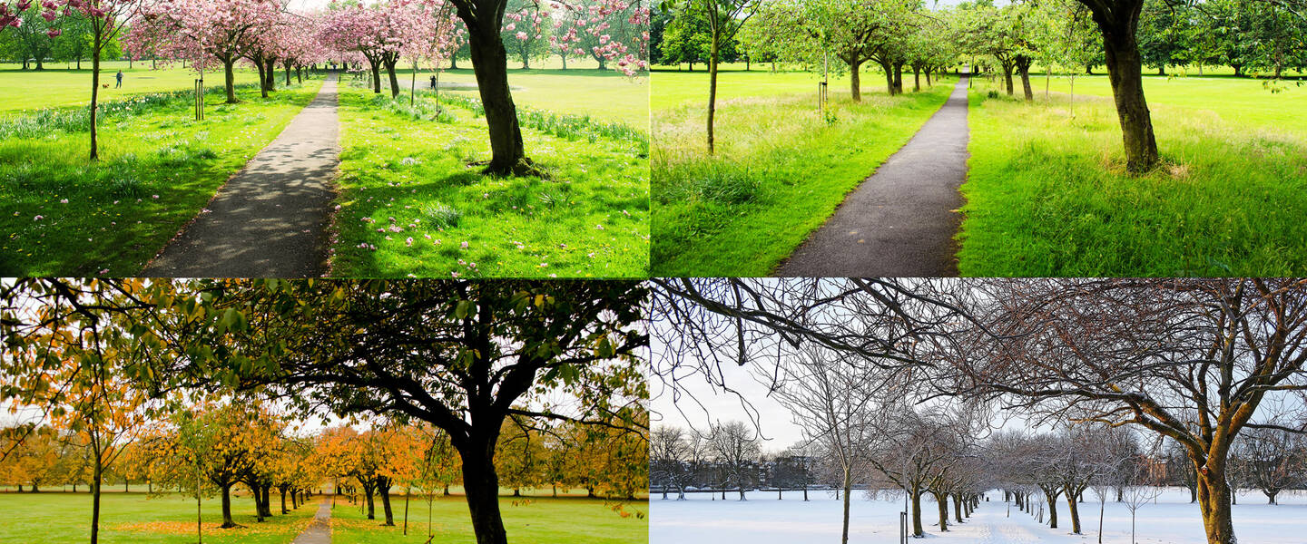 Natuur afgebeeld in vier seizoenen