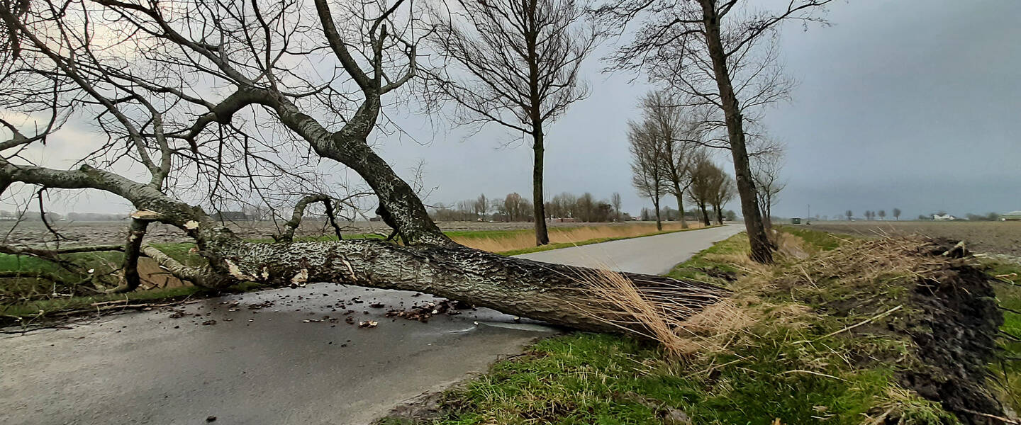 Een omgevallen boom blokkeert een weg.