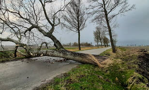 Een omgevallen boom blokkeert een weg.