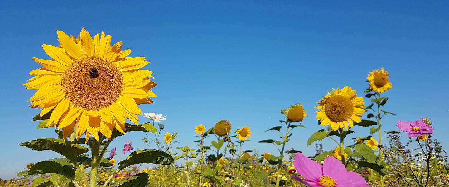Zomerverwachting zo warm en droog wordt de zomer  wwwweeronlinenl