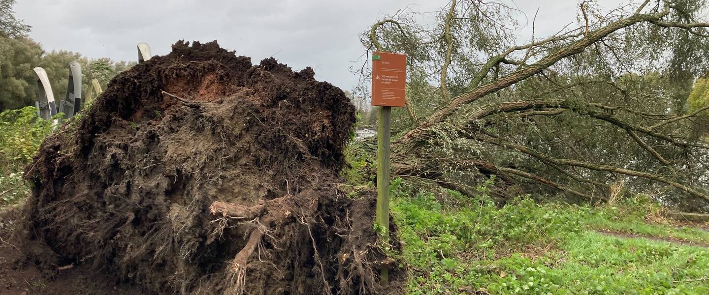 Foto van een omgevallen boom in Zoetermeer