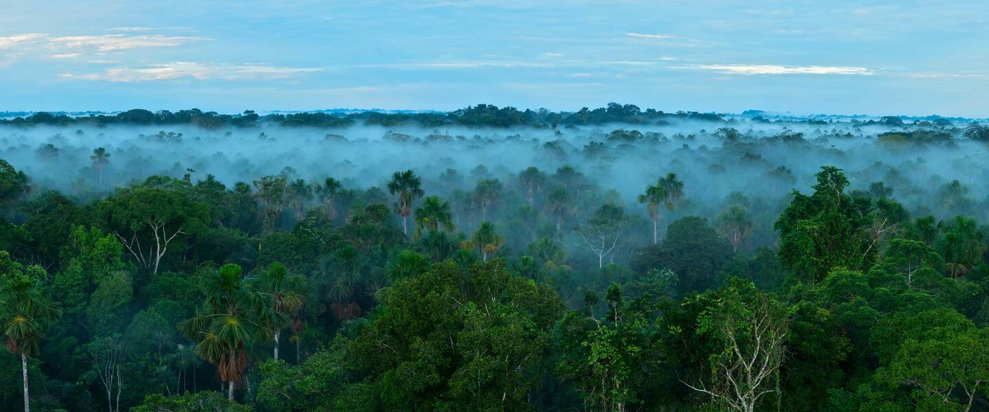 Mist boven het Amazoneregenwoud
