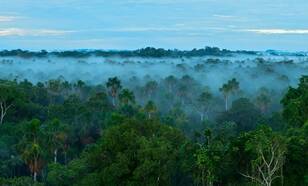 Mist boven het Amazoneregenwoud