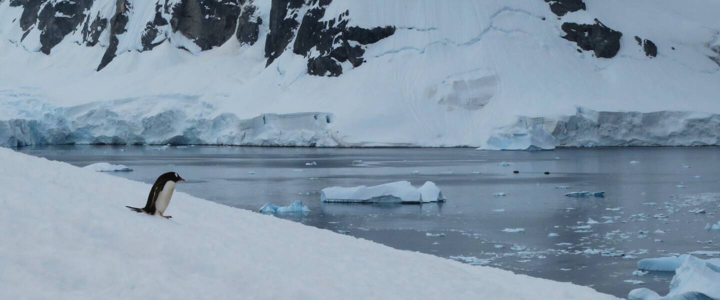 Pinguin op besneeuwde vlakte aan de kust van Antarctica