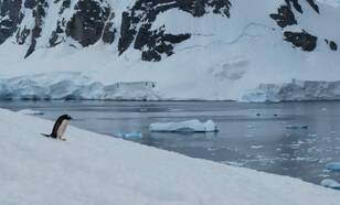 Pinguin op besneeuwde vlakte aan de kust van Antarctica
