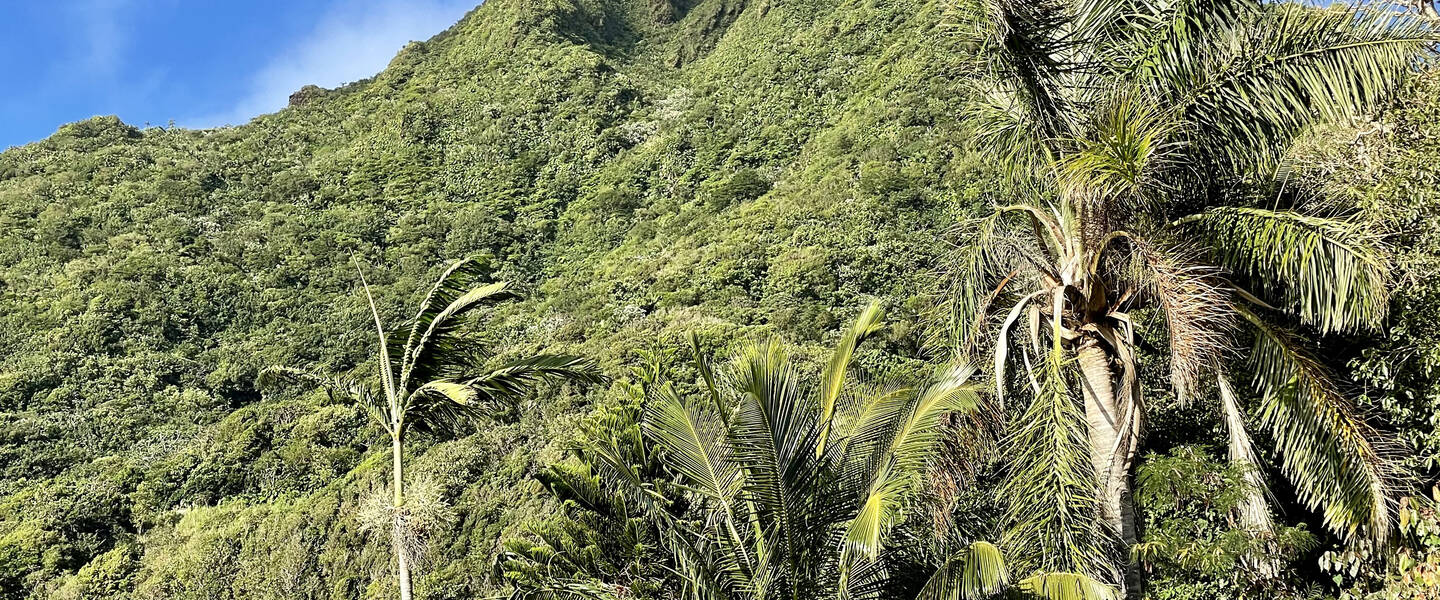 Foto van Mount Scenery op Saba 