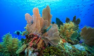 Onderwaterfoto van een koraalrif bij Bonaire
