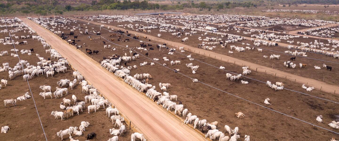 Foto van runderen in Zuid Amerika