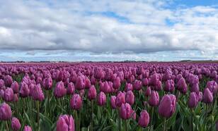 Veld met paarse tulpen onder een bewolkte hemel