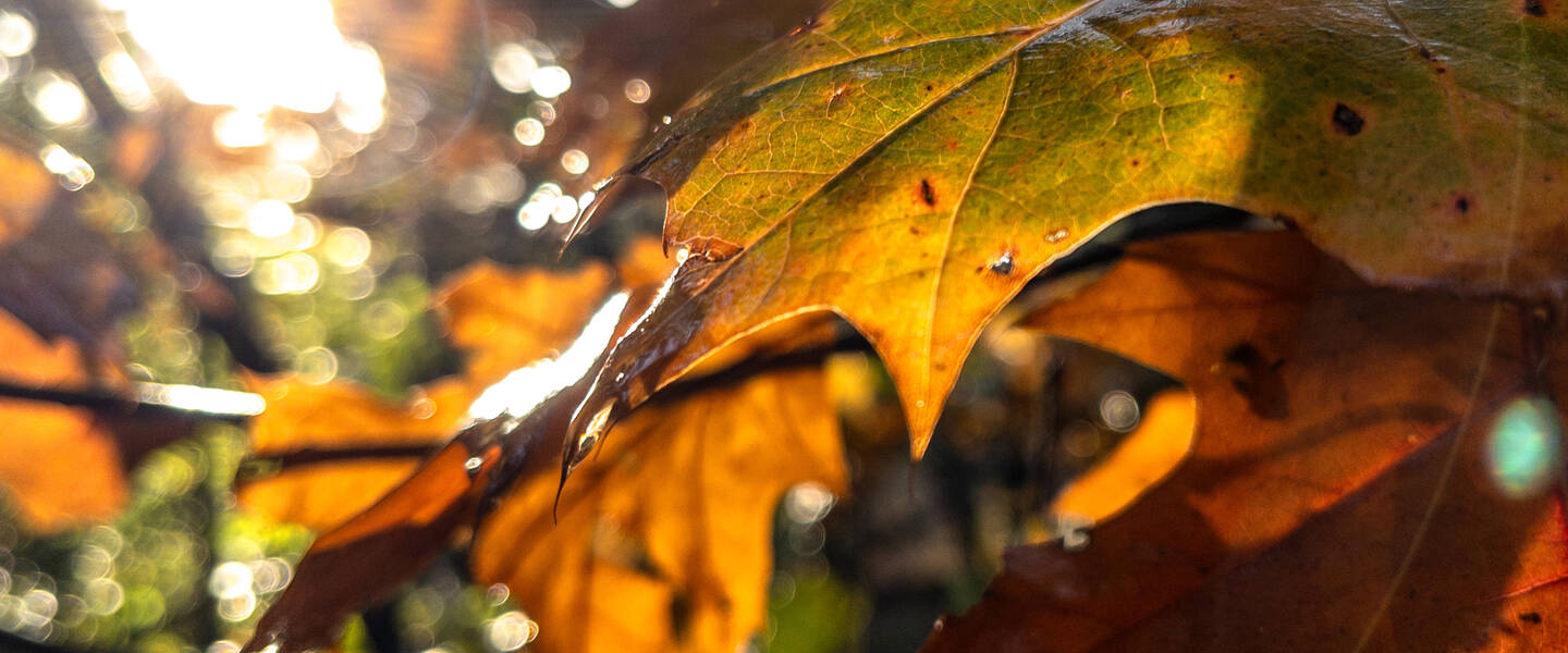 herfstkleuren, water, blaadje 