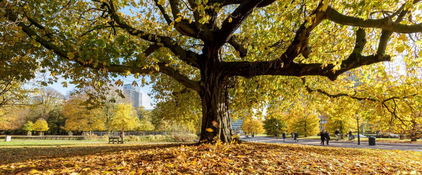 Boom in herfstkleuren