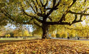 Boom in herfstkleuren