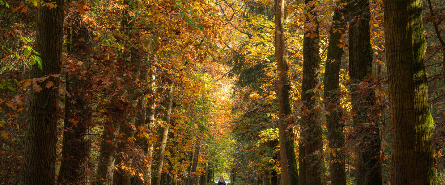 foto van bomen met herfstbladeren in oktober 2024