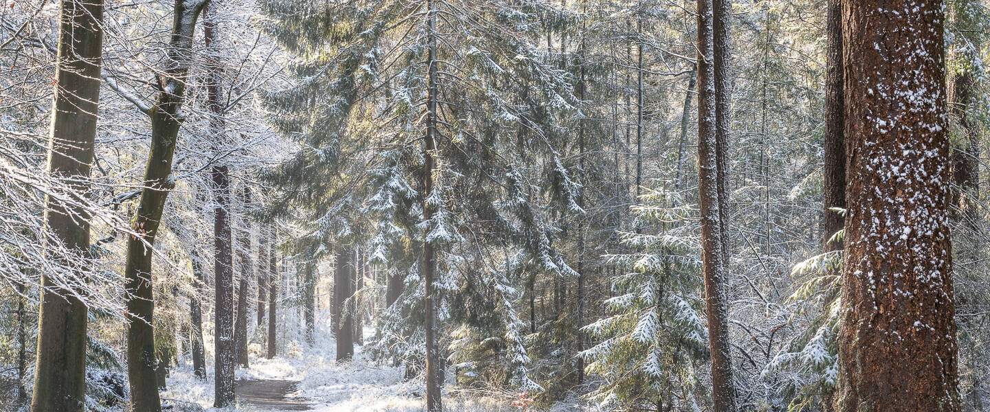 Sneeuw in bos