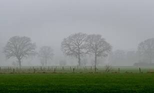 Bomen in de mist