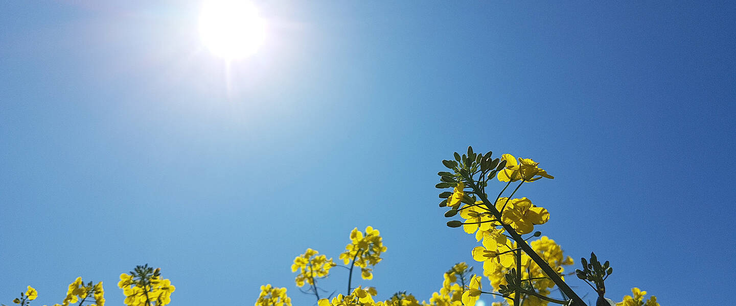 foto van strakblauwe lucht met zon boven een bloemenveld