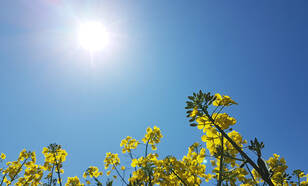 foto van strakblauwe lucht met zon boven een bloemenveld