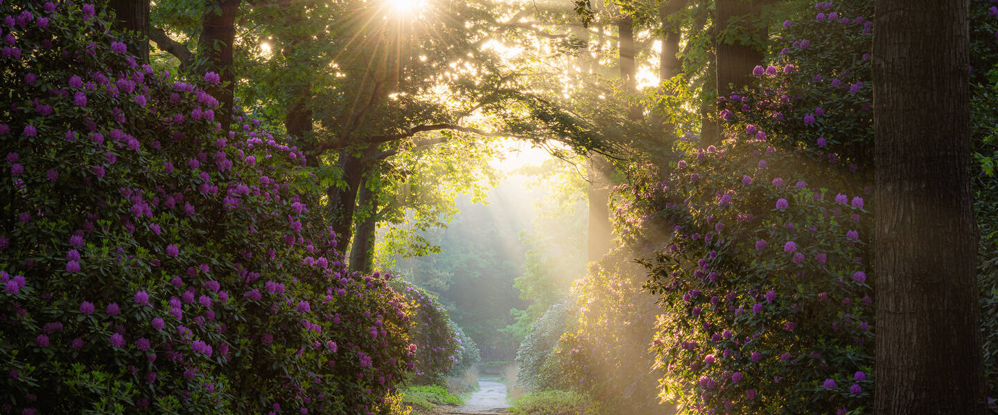 Rhododendrons op de Sallandse Heuvelrug
