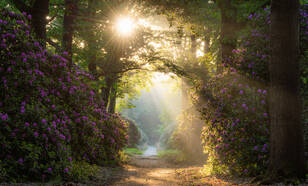 Rhododendrons op de Sallandse Heuvelrug