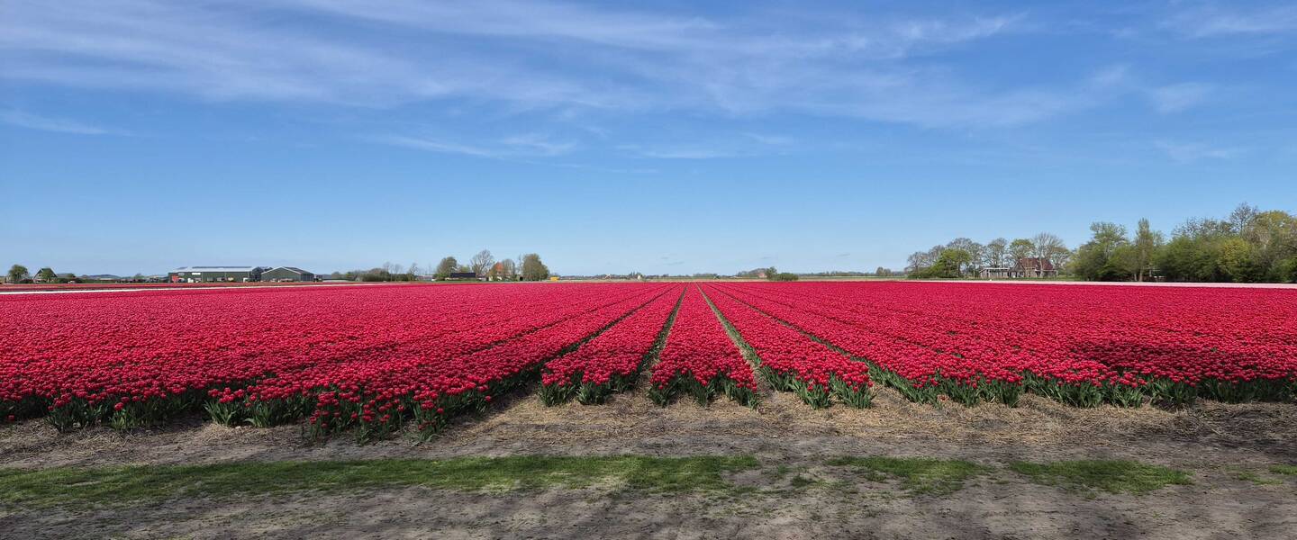 foto's van bloemenvelden met een blauwe lucht 