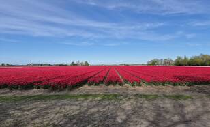 foto's van bloemenvelden met een blauwe lucht 