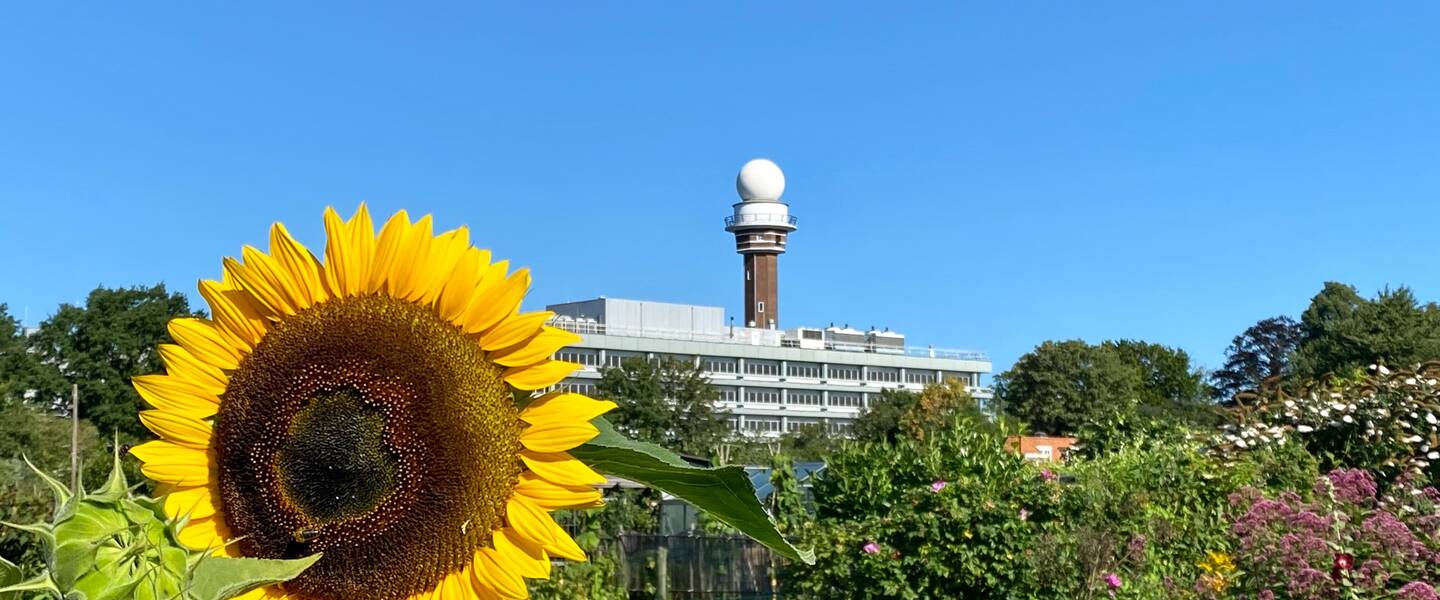 Zonnebloem met KNMI in de achtergrond
