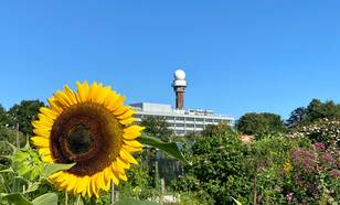 Zonnebloem met KNMI in de achtergrond