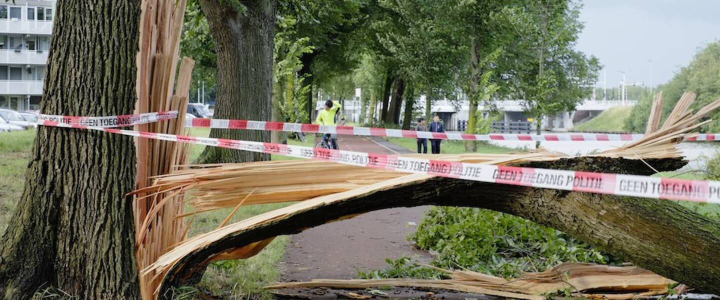 foto van een omgevallen boom die de weg blokkeert