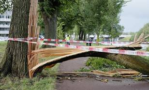 foto van een omgevallen boom die de weg blokkeert