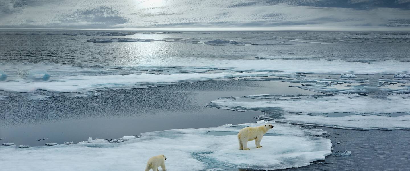 Twee ijsberen op drijvend zee-ijs