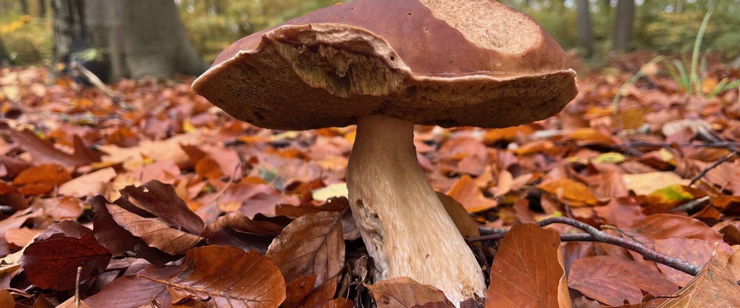 paddenstoel in het bos
