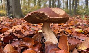 paddenstoel in het bos