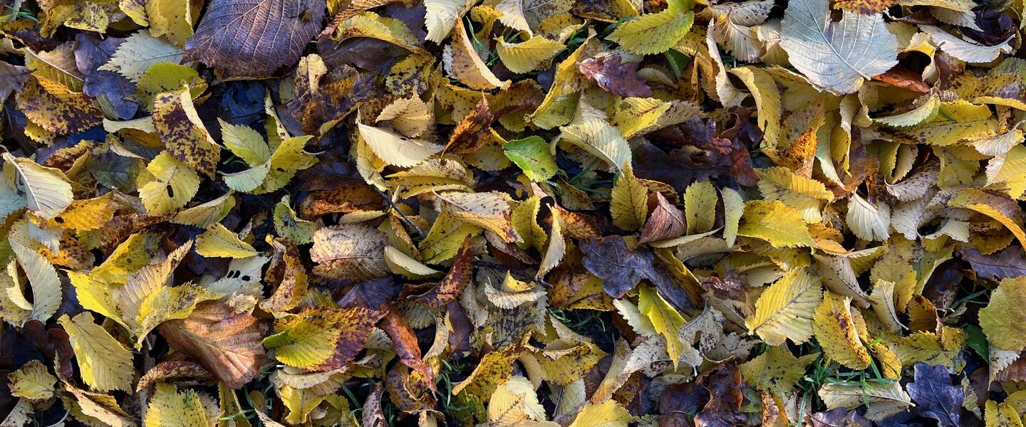 Herfstbladeren op de grond