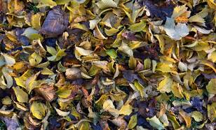 Herfstbladeren op de grond