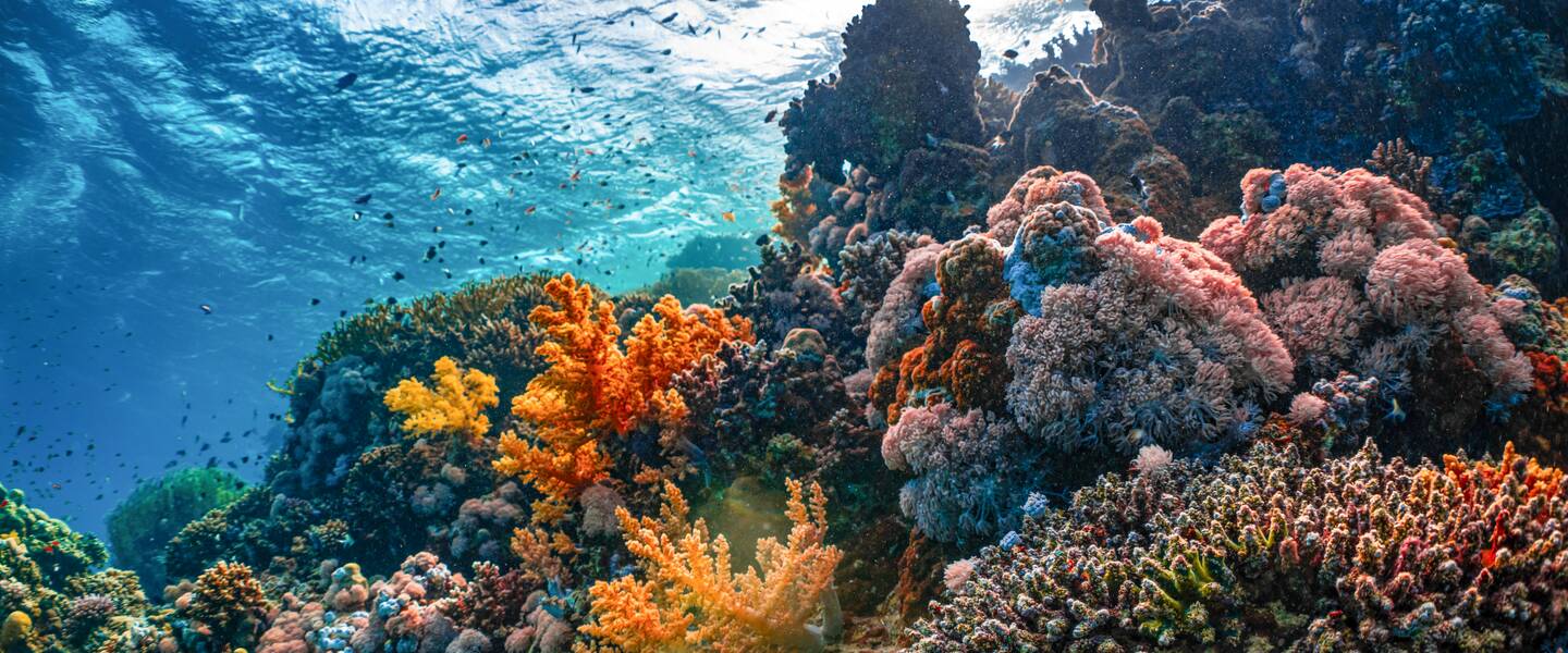 Koraalrif onderwater