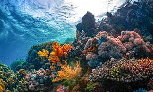 Koraalrif onderwater