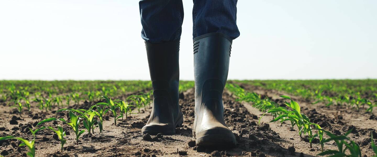 Man in laarzen in een maisveld