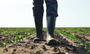 Man in laarzen in een maisveld