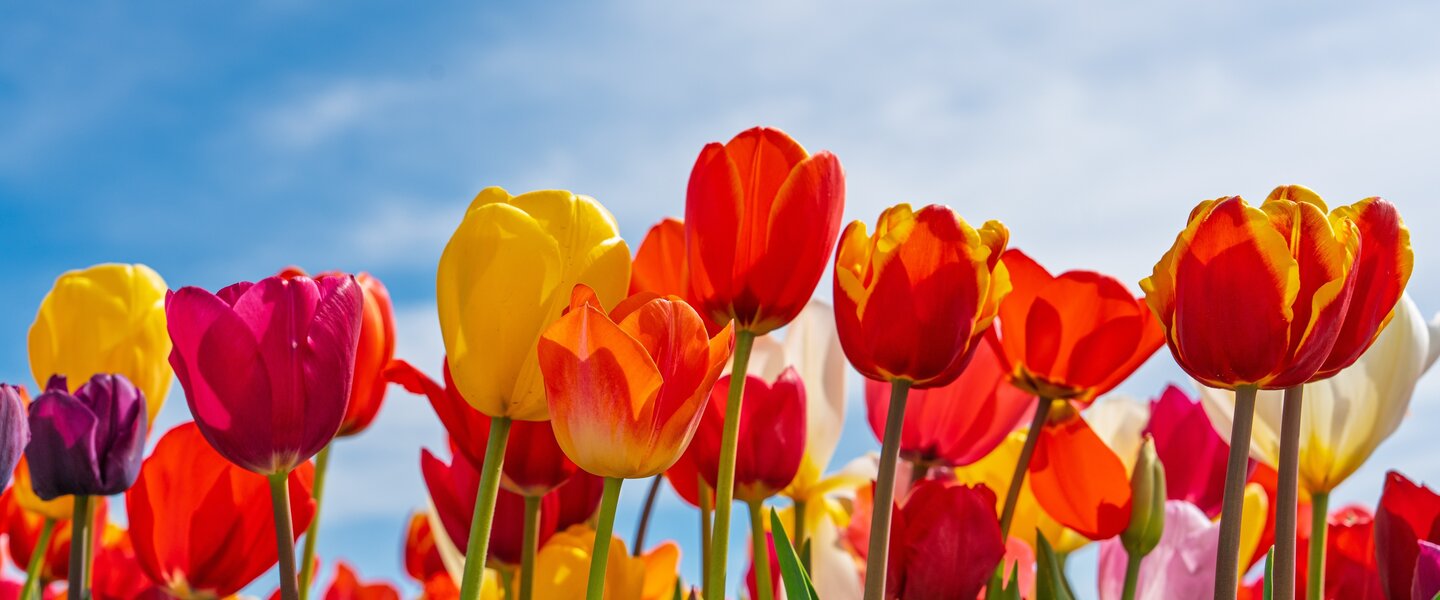 Tulpen onder een zonnige hemel
