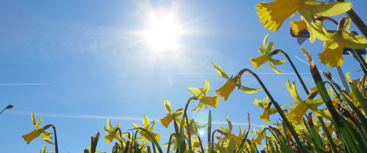 narcissen onder een blauwe lucht met zon in maart