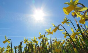 narcissen onder een blauwe lucht met zon in maart