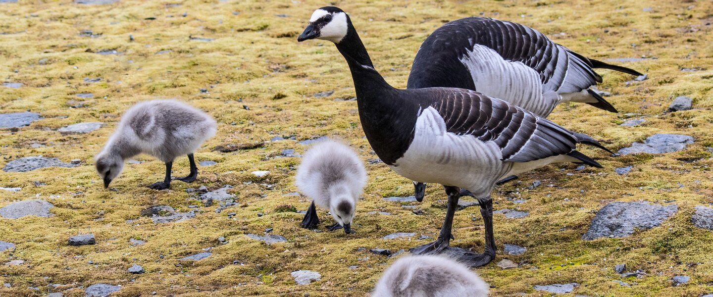 Ganzen op Arctische toendra