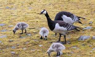 Ganzen op Arctische toendra