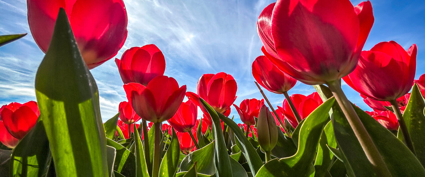 Rode tulpen onder een blauwe hemel
