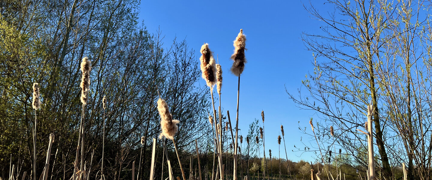 Foto van droge bloemen met een blauwe lucht in april