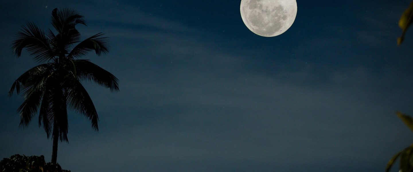 Palmboom in de nacht onder maanlicht