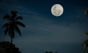 Palmboom in de nacht onder maanlicht